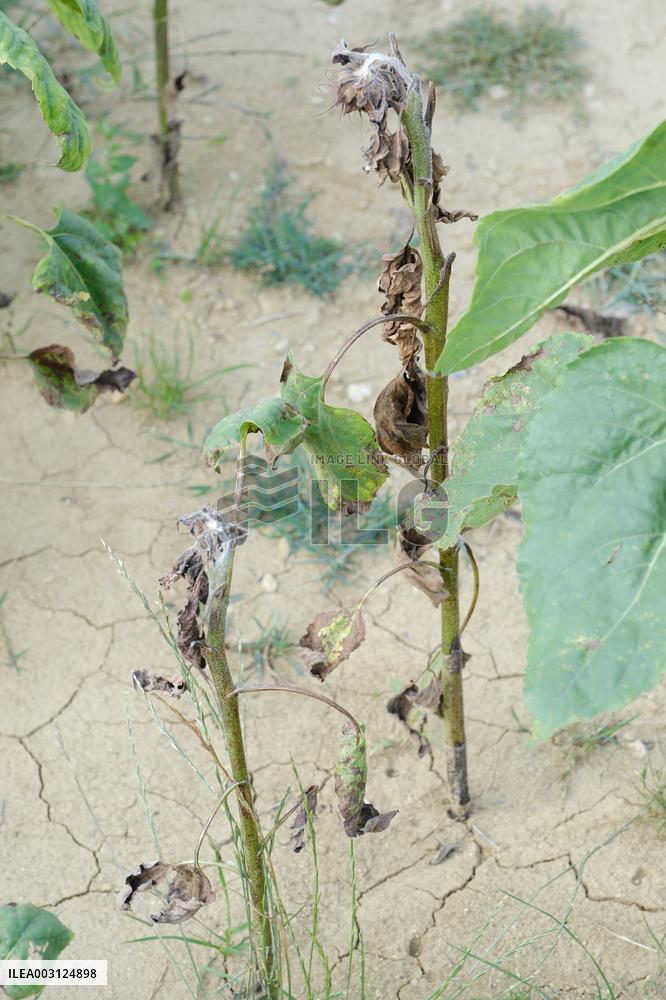 Sunflower Field - France