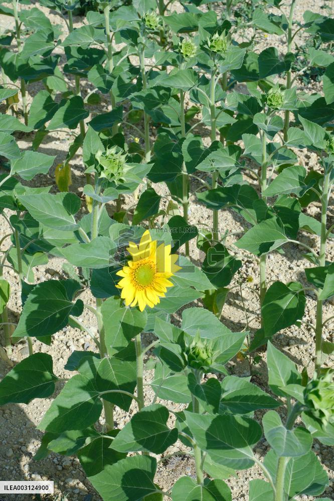 Sunflower Field - France