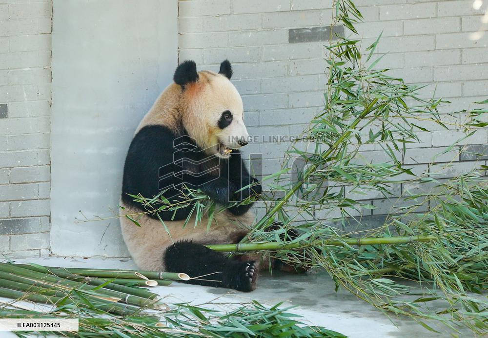 Giant Panda Lin Xi