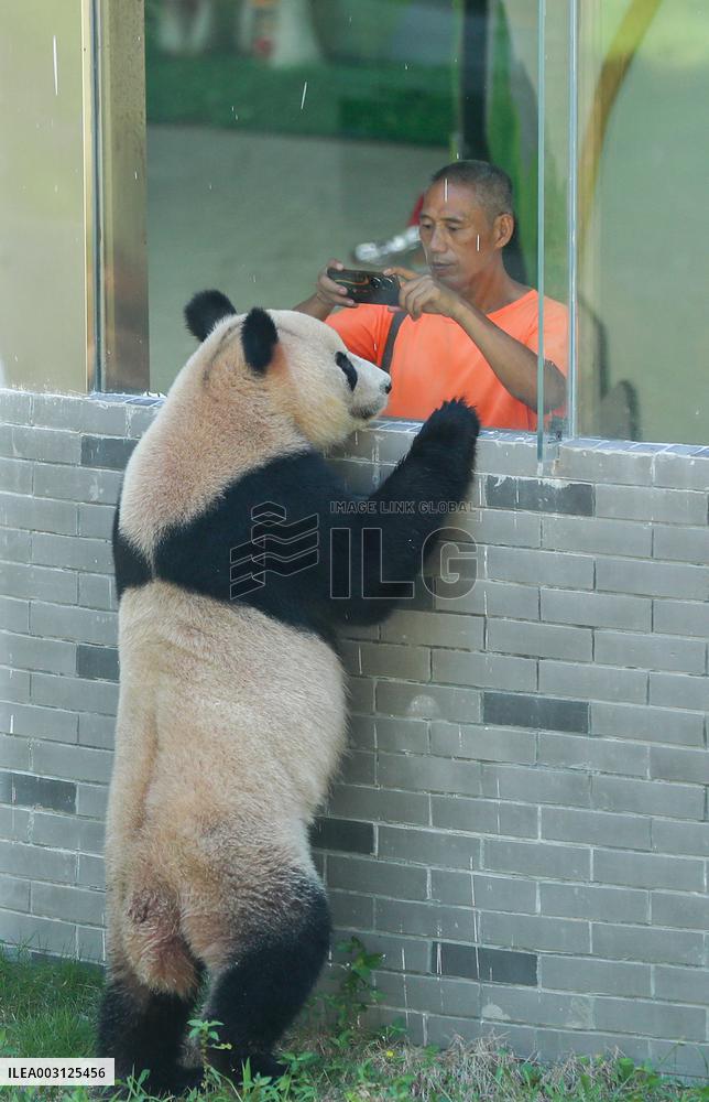 Giant Panda Lin Xi