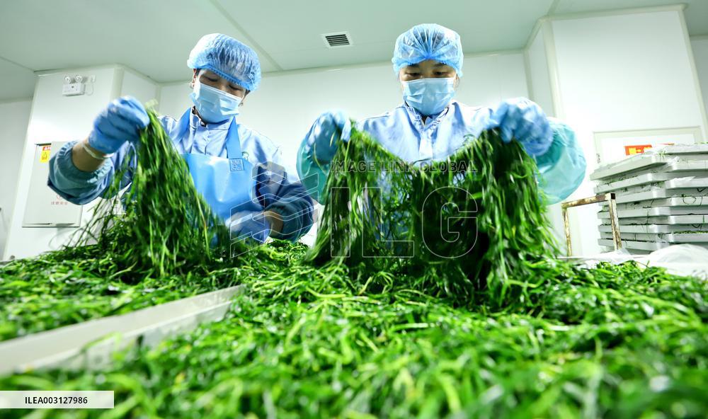 Dewatering and Freeze-drying Plant in Zhangye