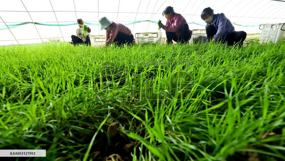 Dewatering and Freeze-drying Plant in Zhangye