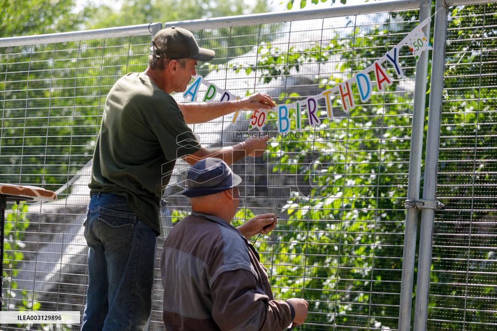 Gorilla Toni celebrates 50th birthday at Kyiv Zoo