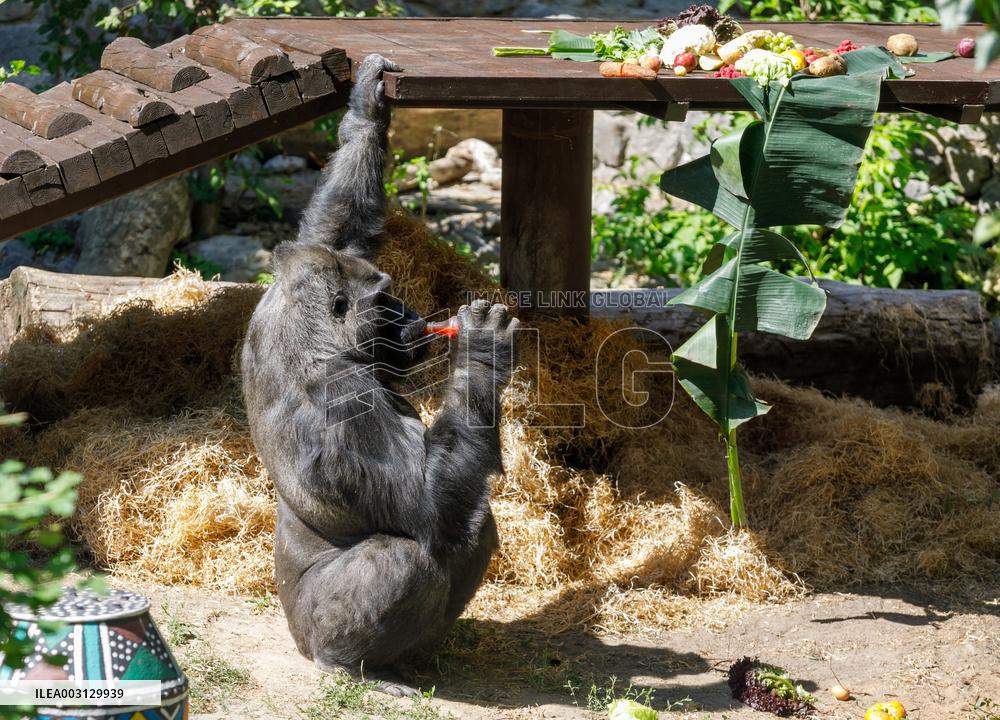 Gorilla Toni celebrates 50th birthday at Kyiv Zoo