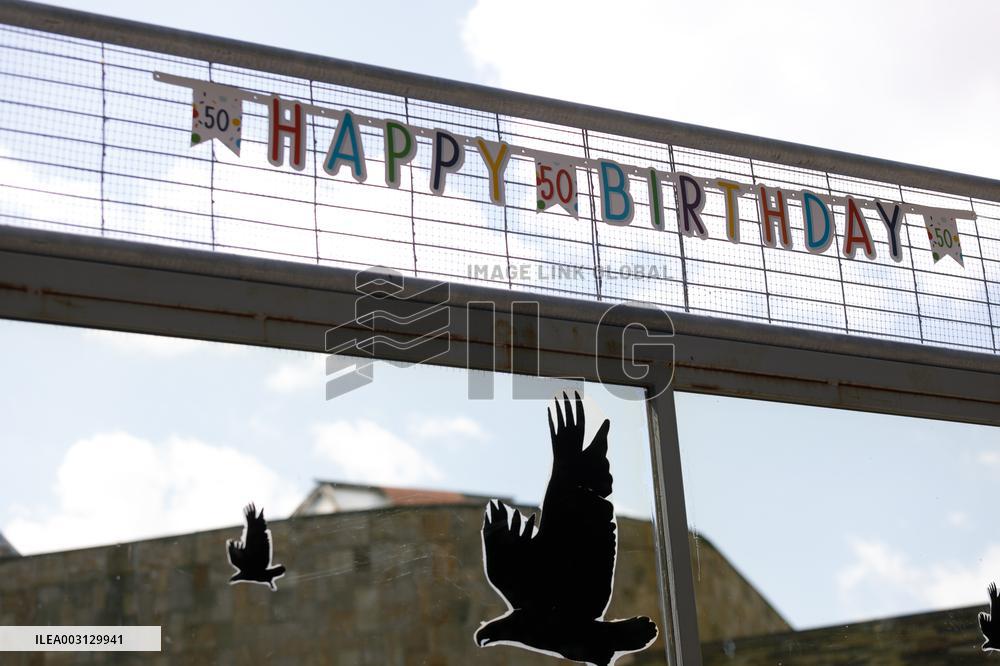 Gorilla Toni celebrates 50th birthday at Kyiv Zoo