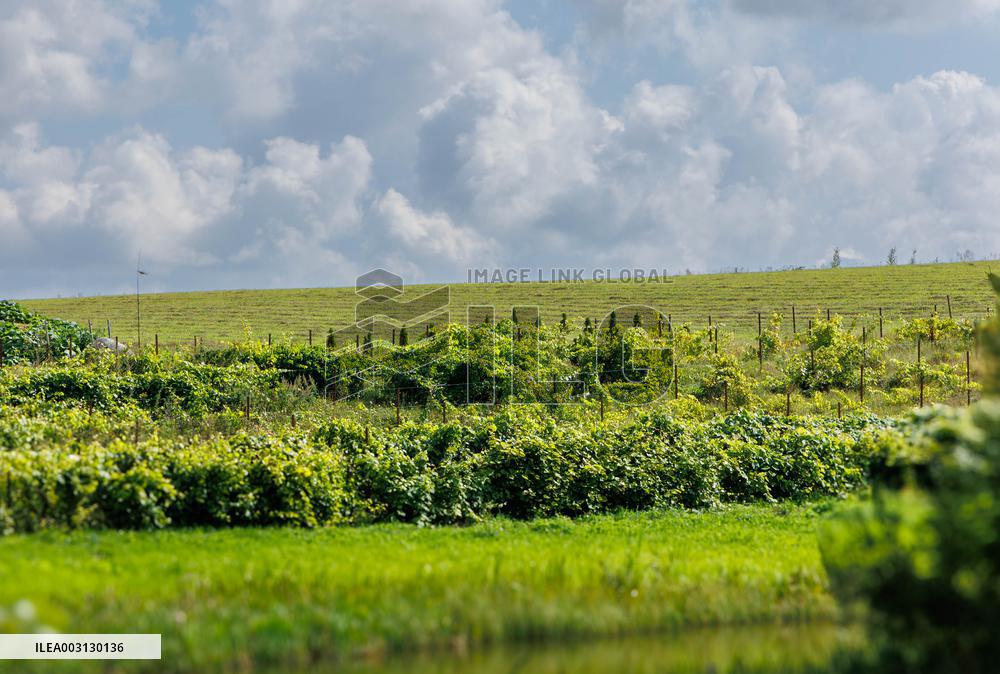 Vineyard in Estonia