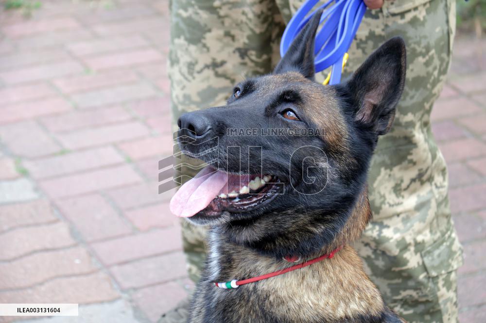 Detection dog training in Kyiv