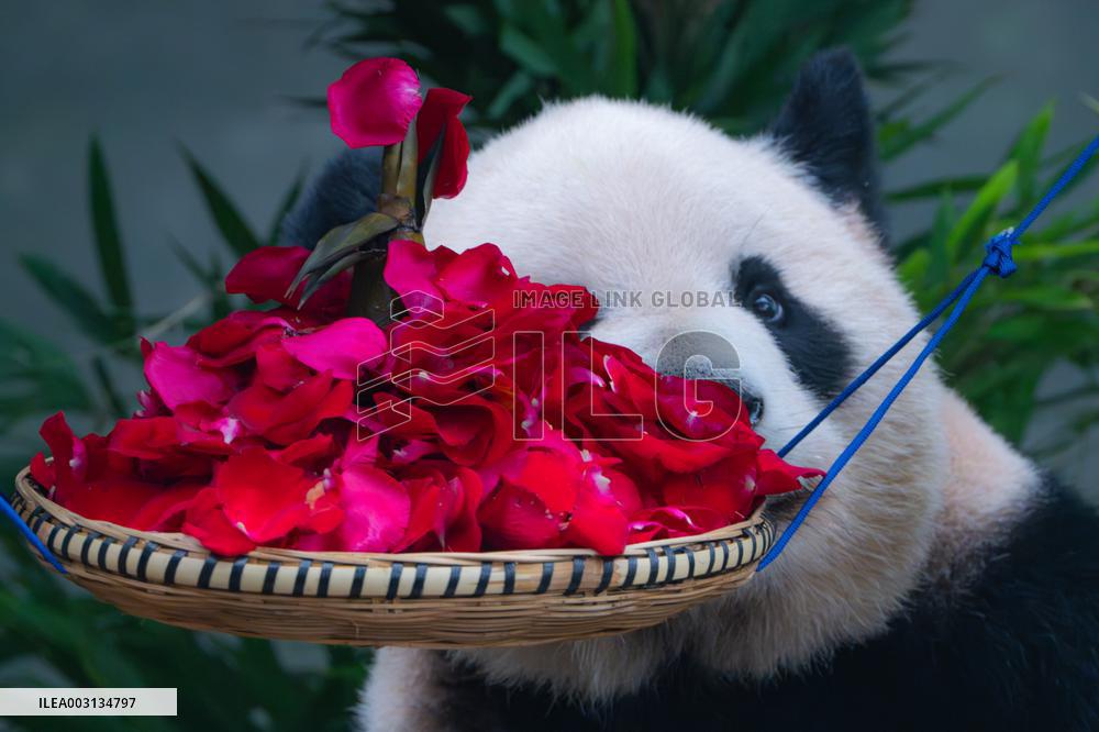 Giant Panda Er Shun Celebrates 17th Birthday at Chongqing Zoo