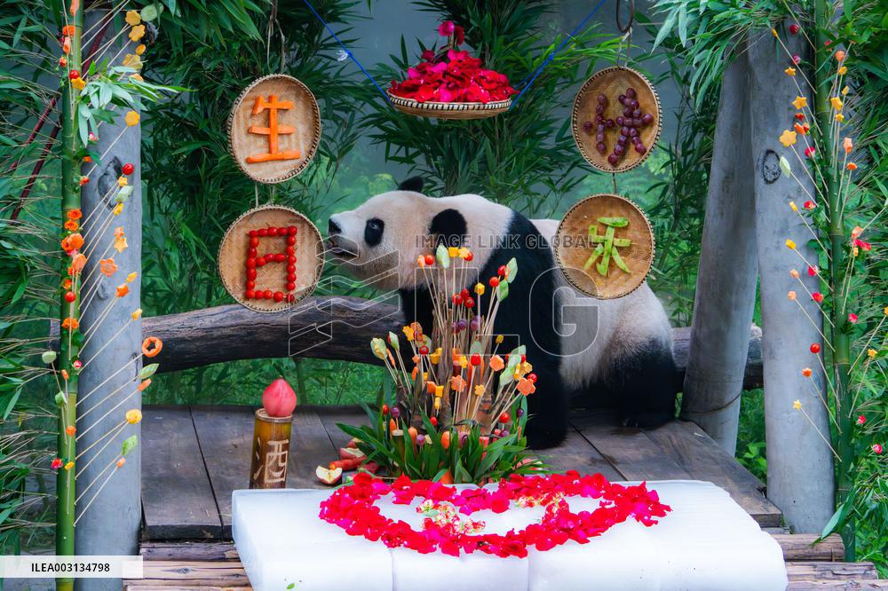 Giant Panda Er Shun Celebrates 17th Birthday at Chongqing Zoo