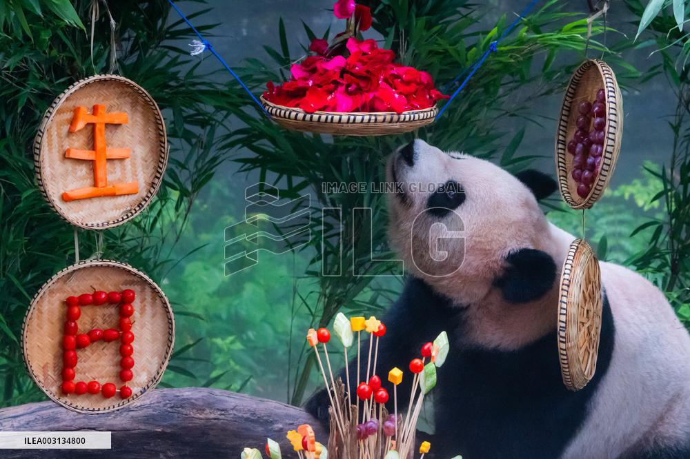 Giant Panda Er Shun Celebrates 17th Birthday at Chongqing Zoo