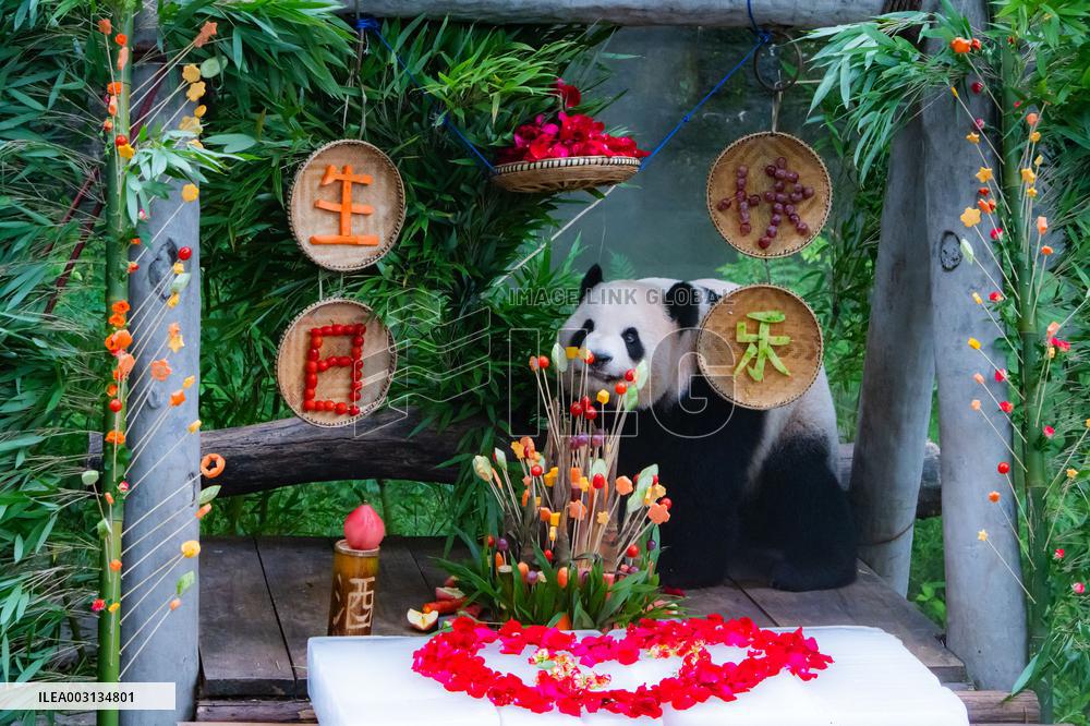 Giant Panda Er Shun Celebrates 17th Birthday at Chongqing Zoo