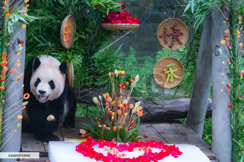 Giant Panda Er Shun Celebrates 17th Birthday at Chongqing Zoo