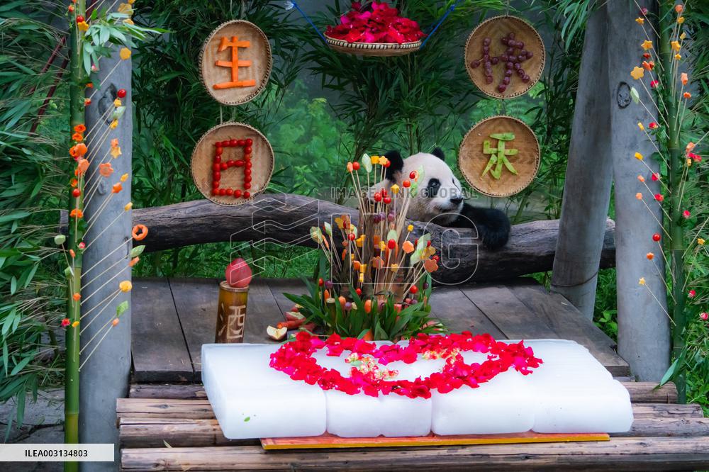 Giant Panda Er Shun Celebrates 17th Birthday at Chongqing Zoo