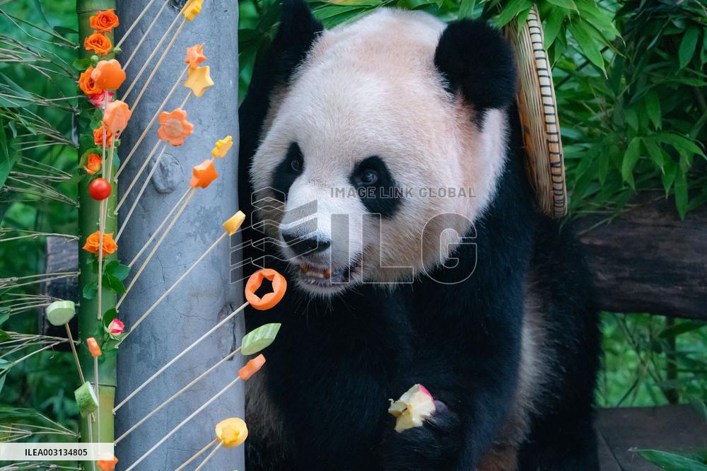 Giant Panda Er Shun Celebrates 17th Birthday at Chongqing Zoo