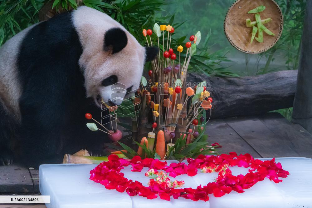 Giant Panda Er Shun Celebrates 17th Birthday at Chongqing Zoo