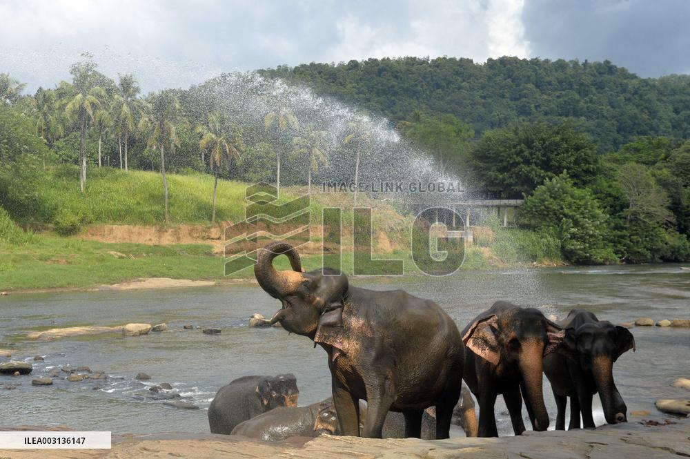 SRI LANKA-WILD ELEPHANT CENSUS