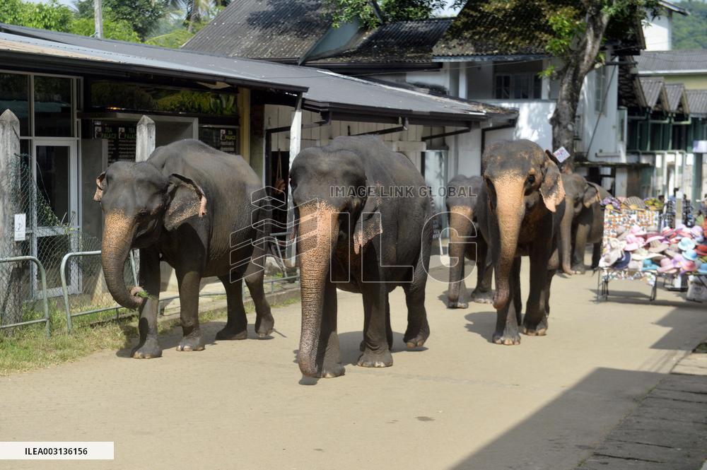 SRI LANKA-WILD ELEPHANT CENSUS