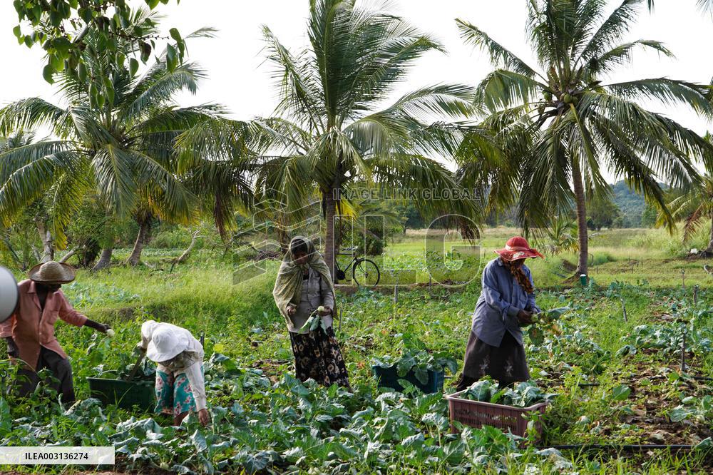 SRI LANKA-GALEWELA-KOHLRABI-HARVEST