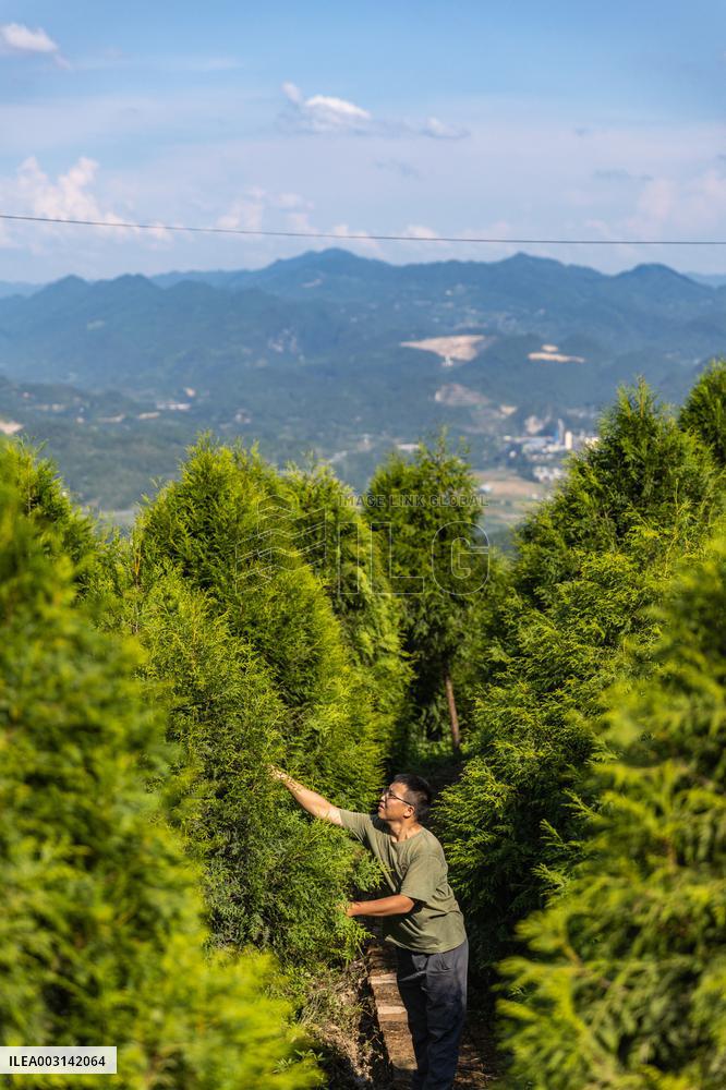 ChineseToday | Guardians of endangered trees in SW China