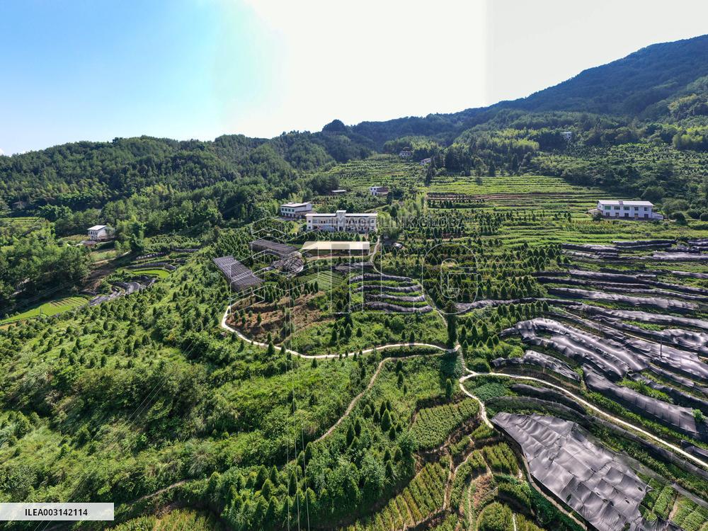 ChineseToday | Guardians of endangered trees in SW China