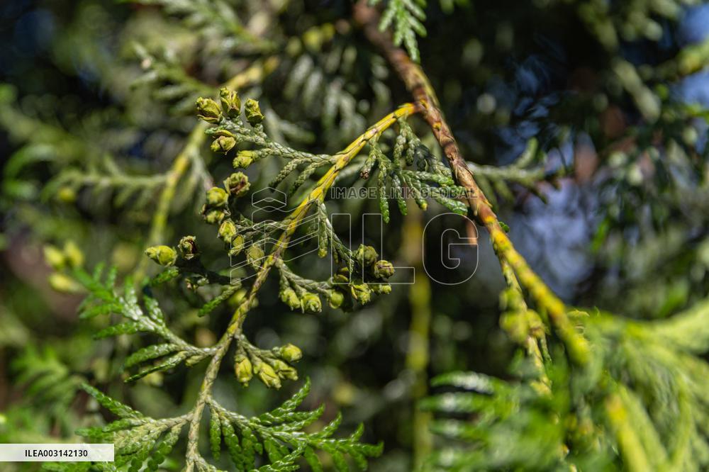 ChineseToday | Guardians of endangered trees in SW China