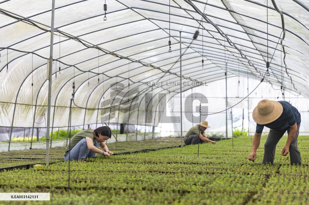 ChineseToday | Guardians of endangered trees in SW China