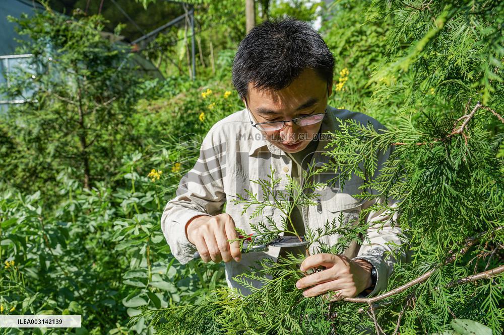 ChineseToday | Guardians of endangered trees in SW China