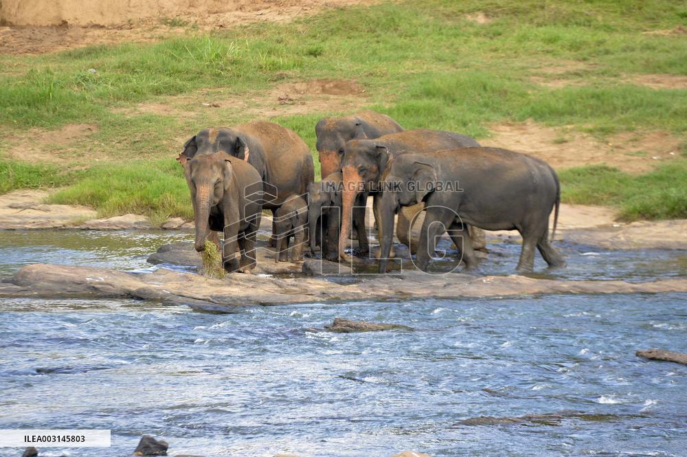 SRI LANKA-PINNAWALA-WORLD ELEPHANT DAY-ELEPHANT ORPHANAGE