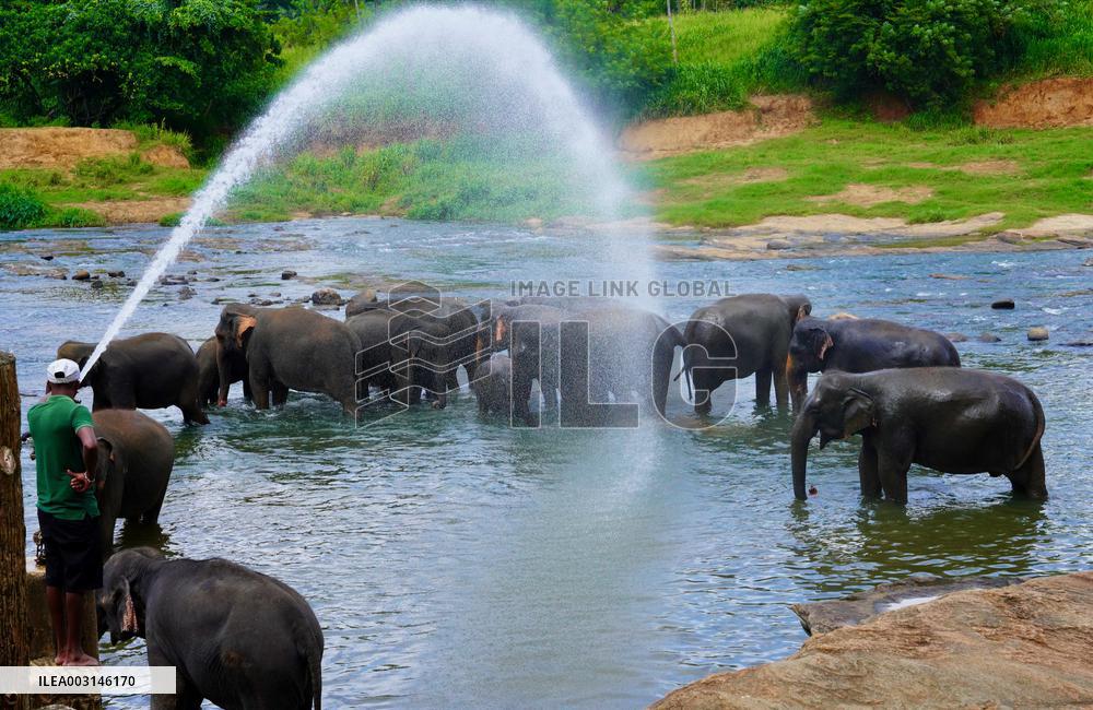 World Elephant Day - Sri Lanka