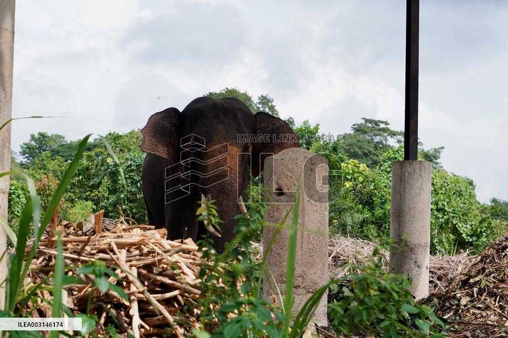 World Elephant Day - Sri Lanka