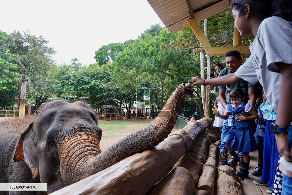 World Elephant Day - Sri Lanka