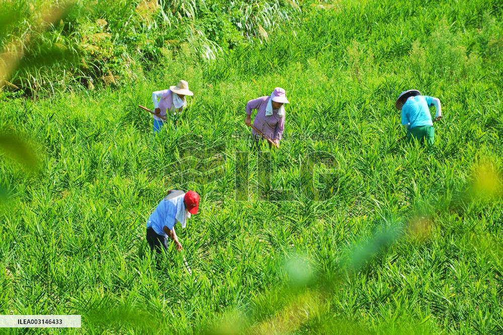 A Ginger Planting Base in Anqing