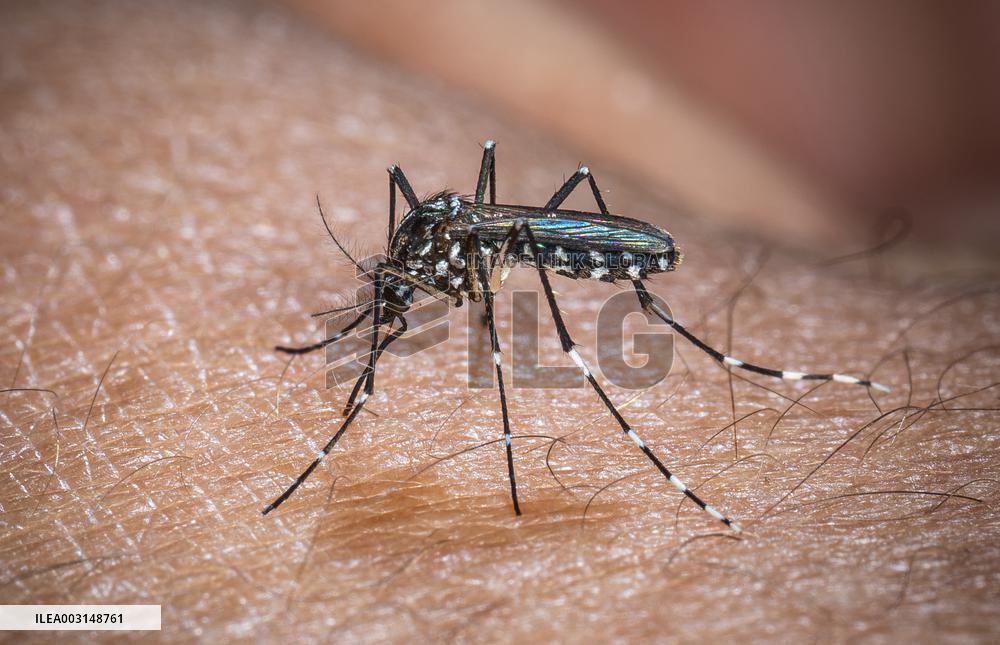 The Tiger Mosquito Continues To Spread Across France