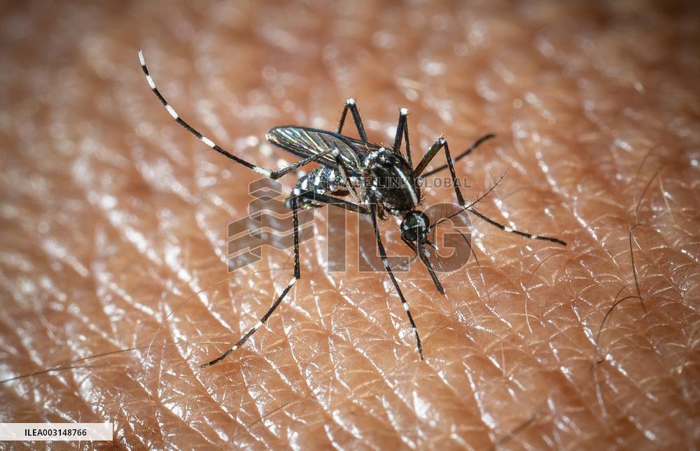The Tiger Mosquito Continues To Spread Across France