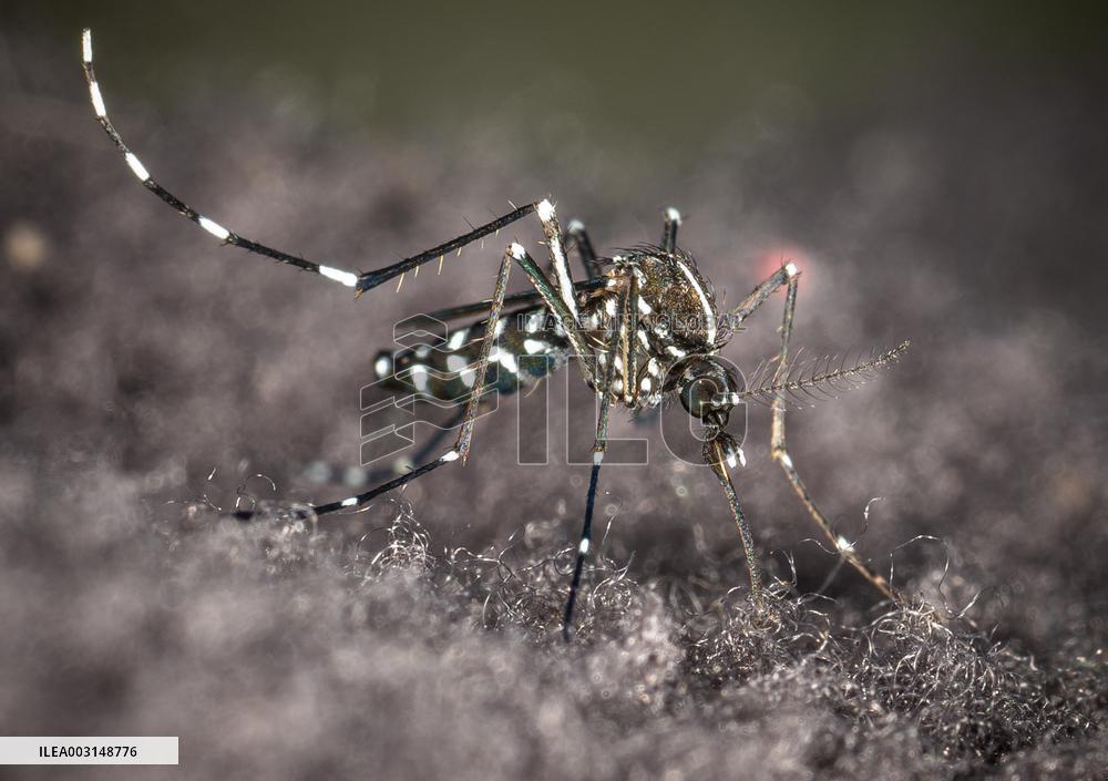 The Tiger Mosquito Continues To Spread Across France