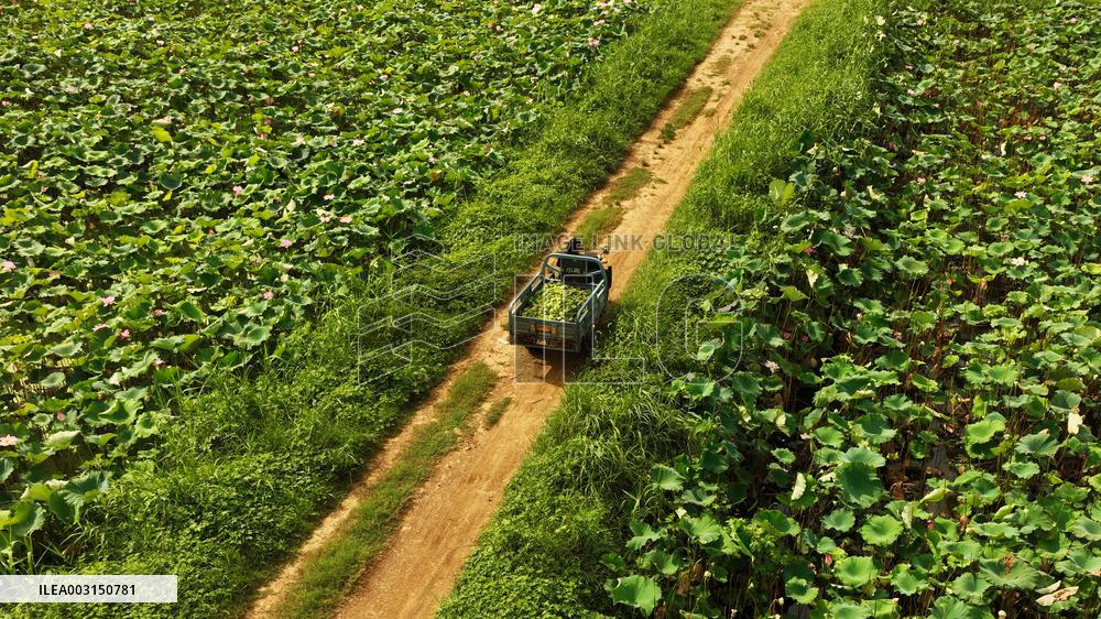 Lotus Seedpod Harvest in Suqian