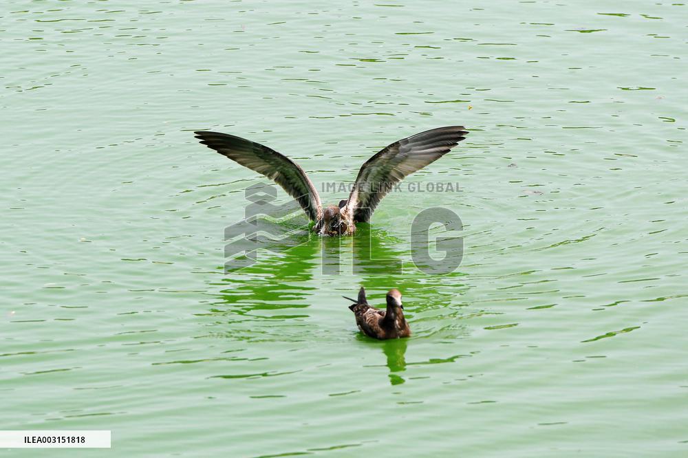 Black-tailed Gulls Released