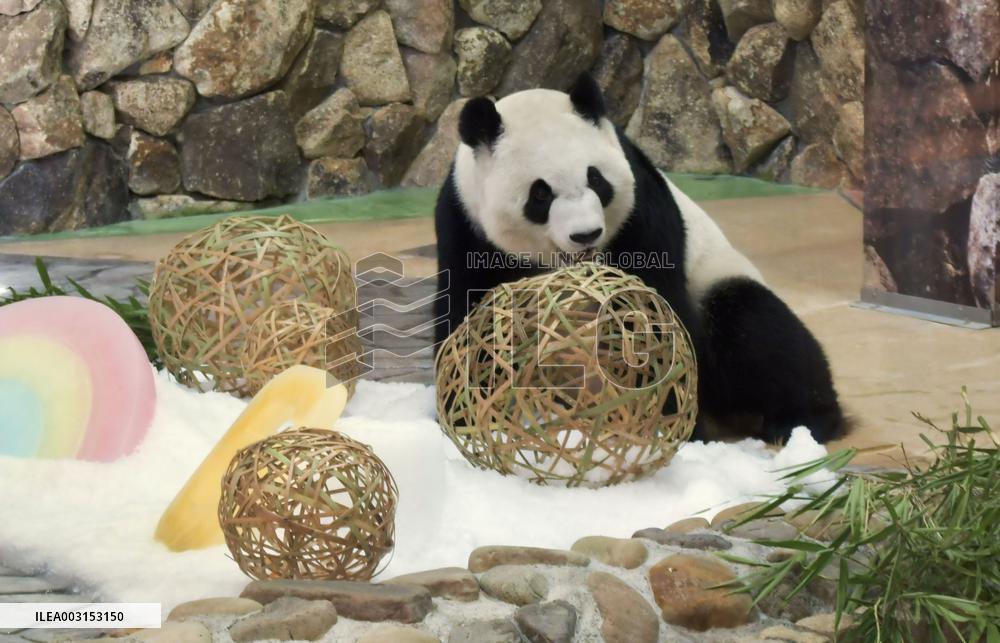 Giant panda Saihin's 6th birthday