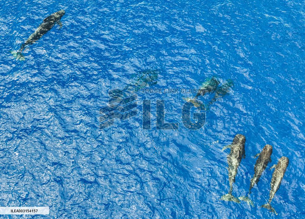 Whales Swimming In The South China Sea