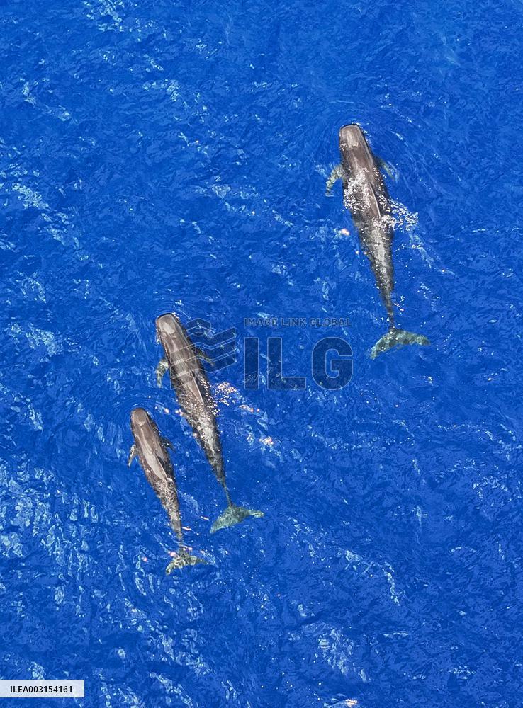 Whales Swimming In The South China Sea