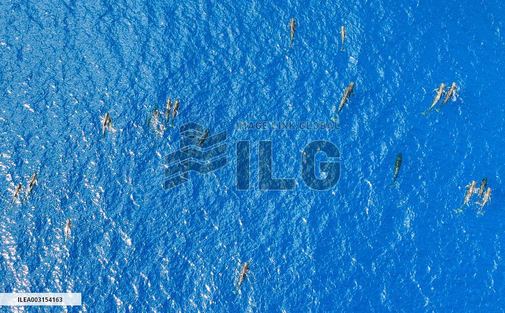 Whales Swimming In The South China Sea