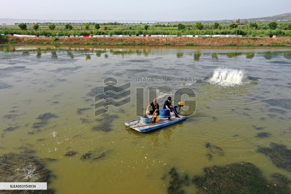 Crab Farming - China
