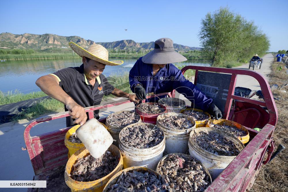 Crab Farming - China