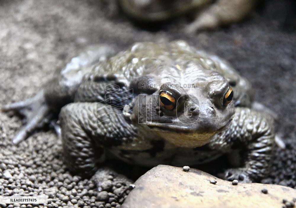 Japanese common toad