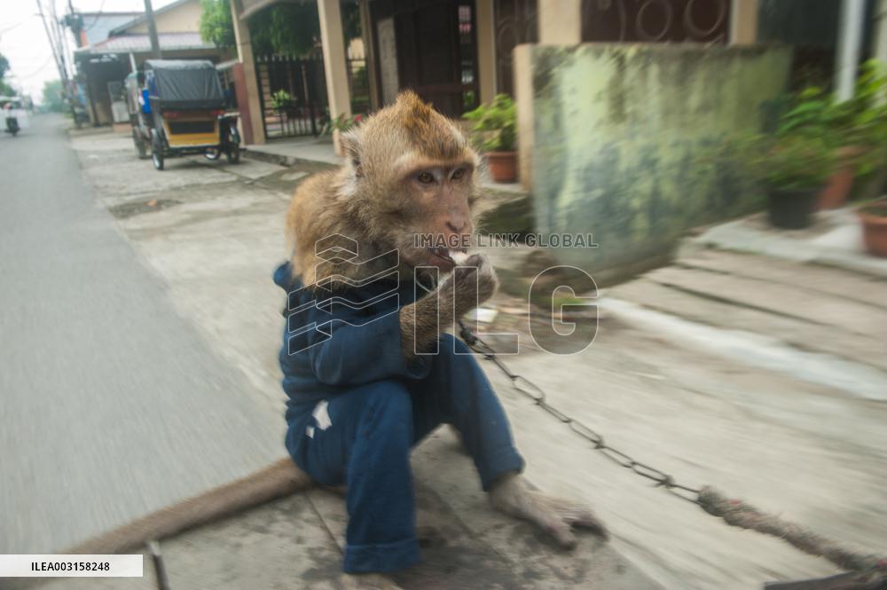 Street Monkey Mask Circus - Indonesia
