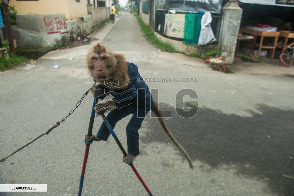 Street Monkey Mask Circus - Indonesia