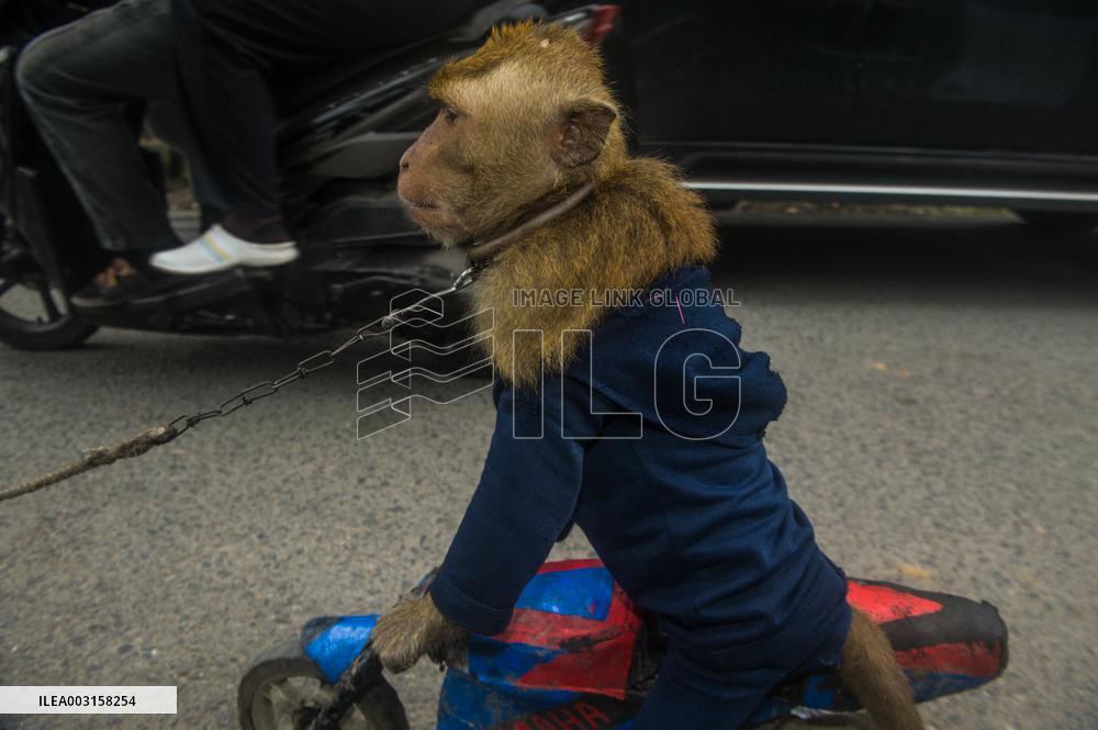 Street Monkey Mask Circus - Indonesia