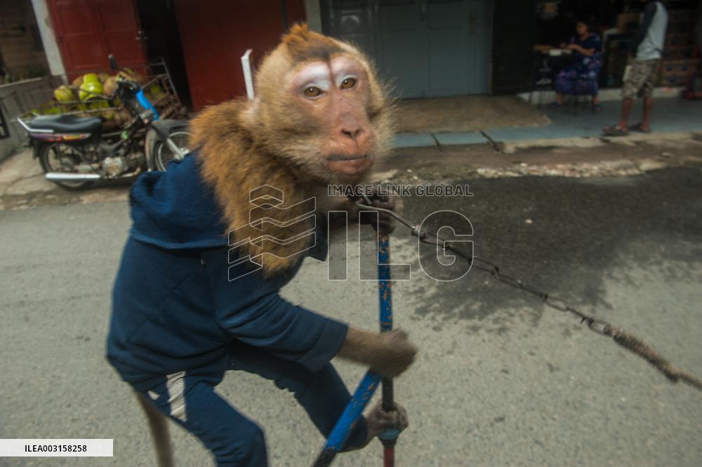 Street Monkey Mask Circus - Indonesia