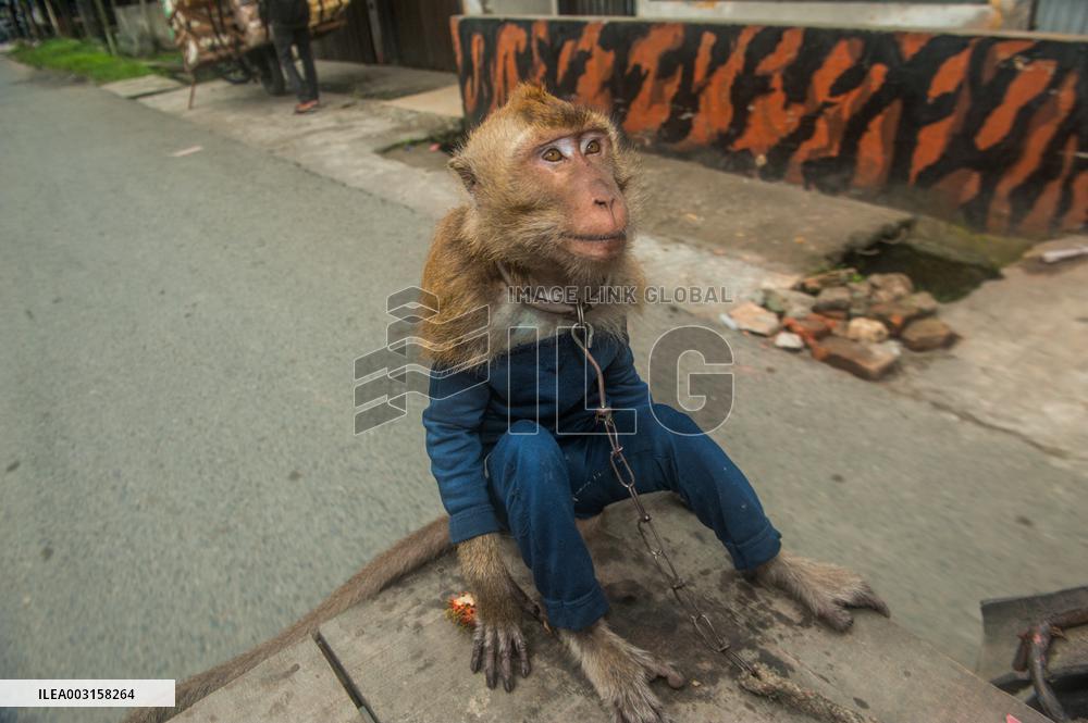 Street Monkey Mask Circus - Indonesia