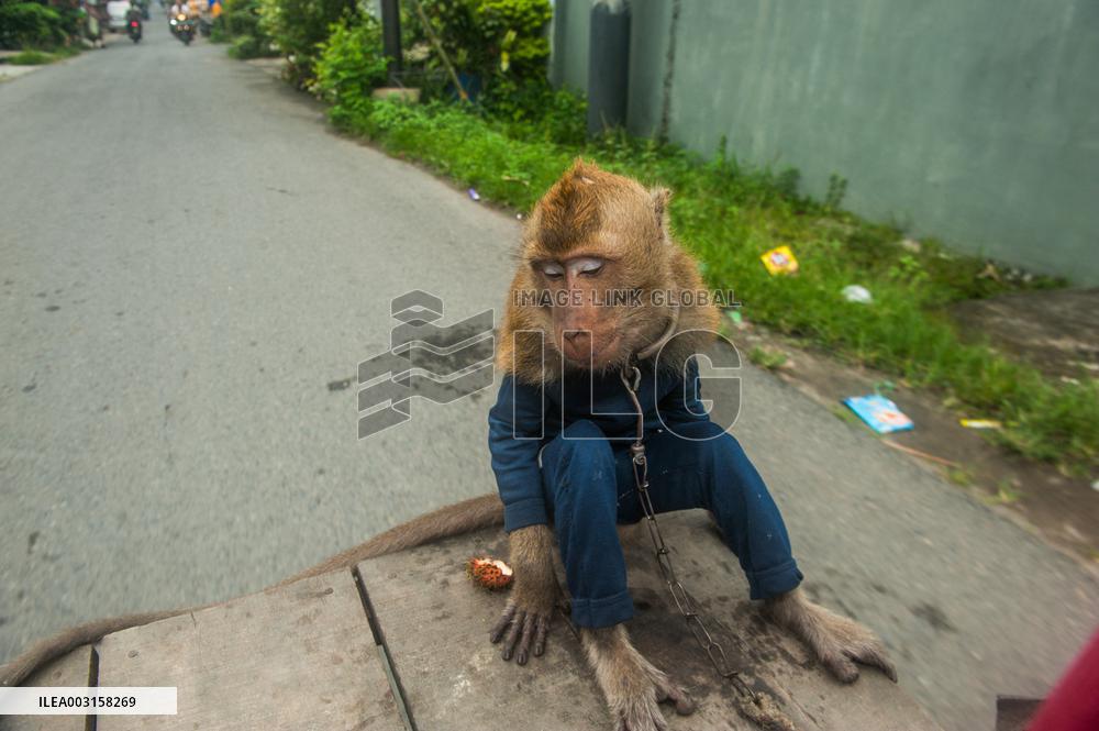 Street Monkey Mask Circus - Indonesia